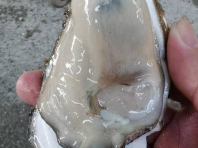 广货行天下｜深圳沙井蚝：生蚝里的深圳往事与未来