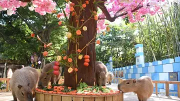 深圳野生动物园为动物特制“团年饭”