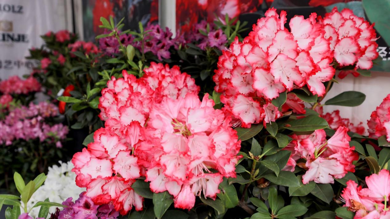 明日行花街！2026宝安迎春花展花市全攻略来啦