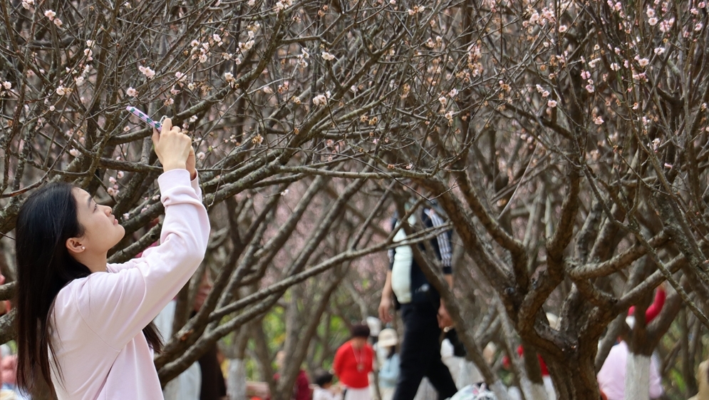 今日深圳｜春天的来信：满园尽是赏梅人