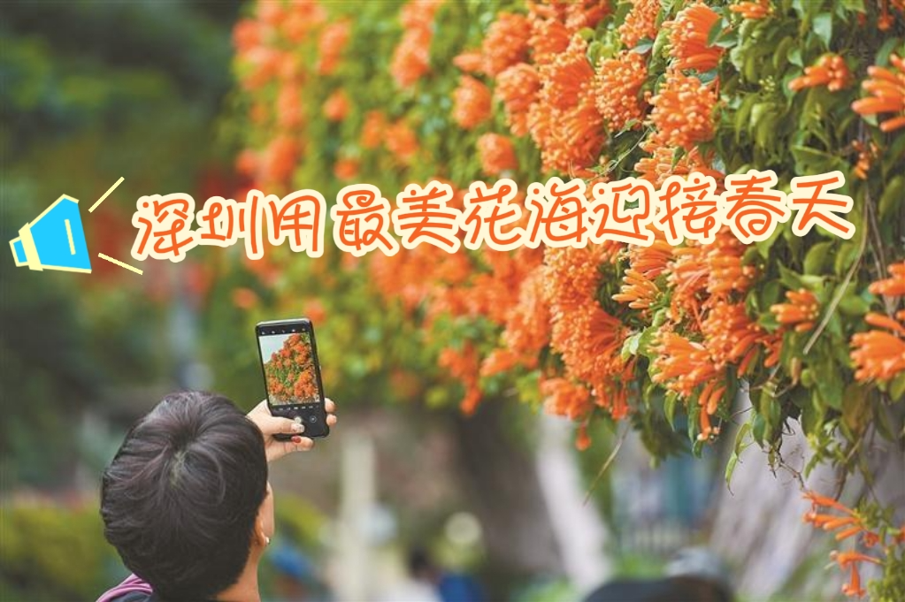 深圳用最美花海迎接春天