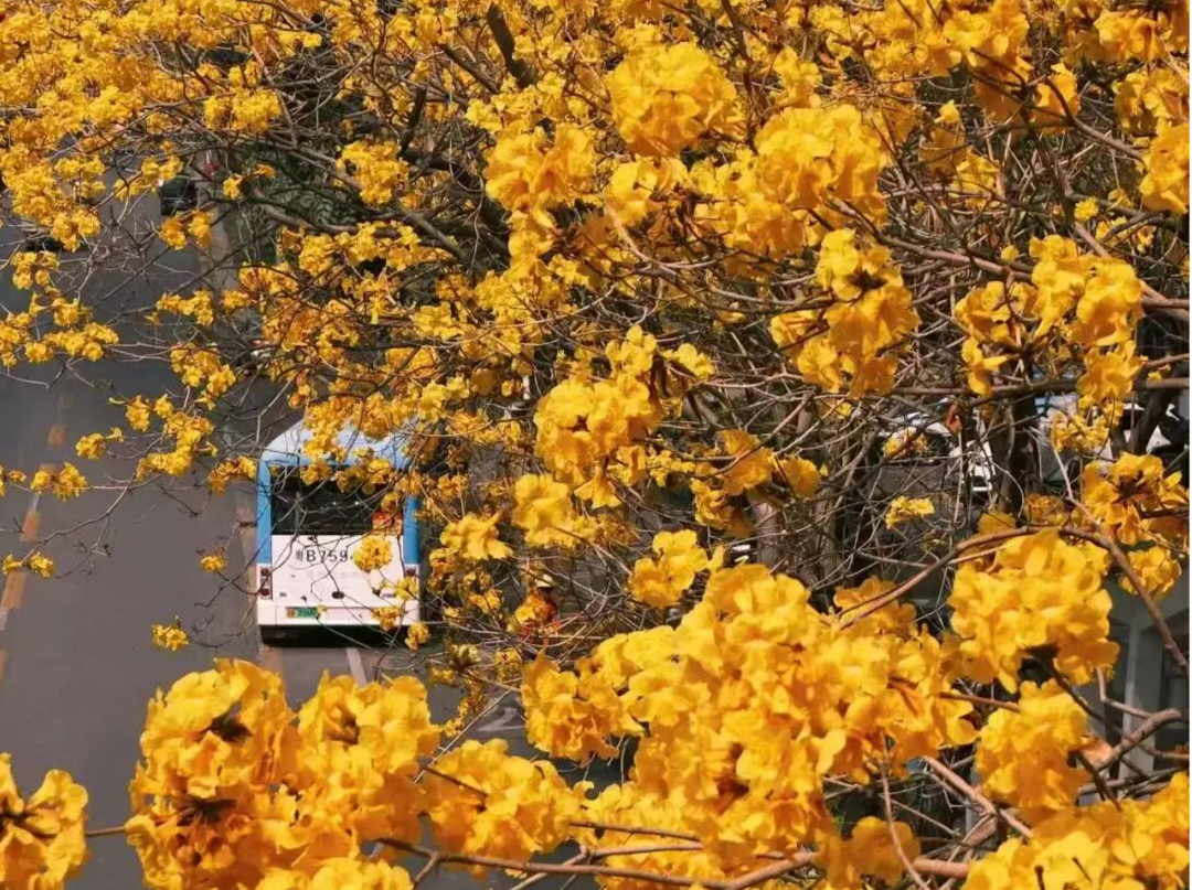 🌼🌷深圳的春天，被这些花海刷屏了！附超全赏花地图，周末就出发