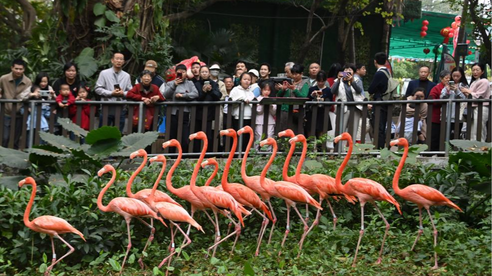 顶流集结！深圳野生动物园马年春节欢乐满园