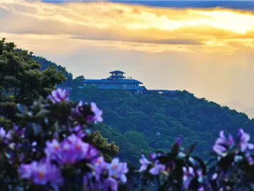 梧桐山：花海映山河，草木照春秋