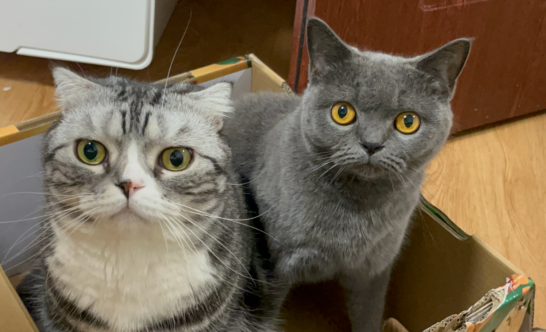 2026新春走基层|上门喂养宠物,春节留深“搞钱”新选项