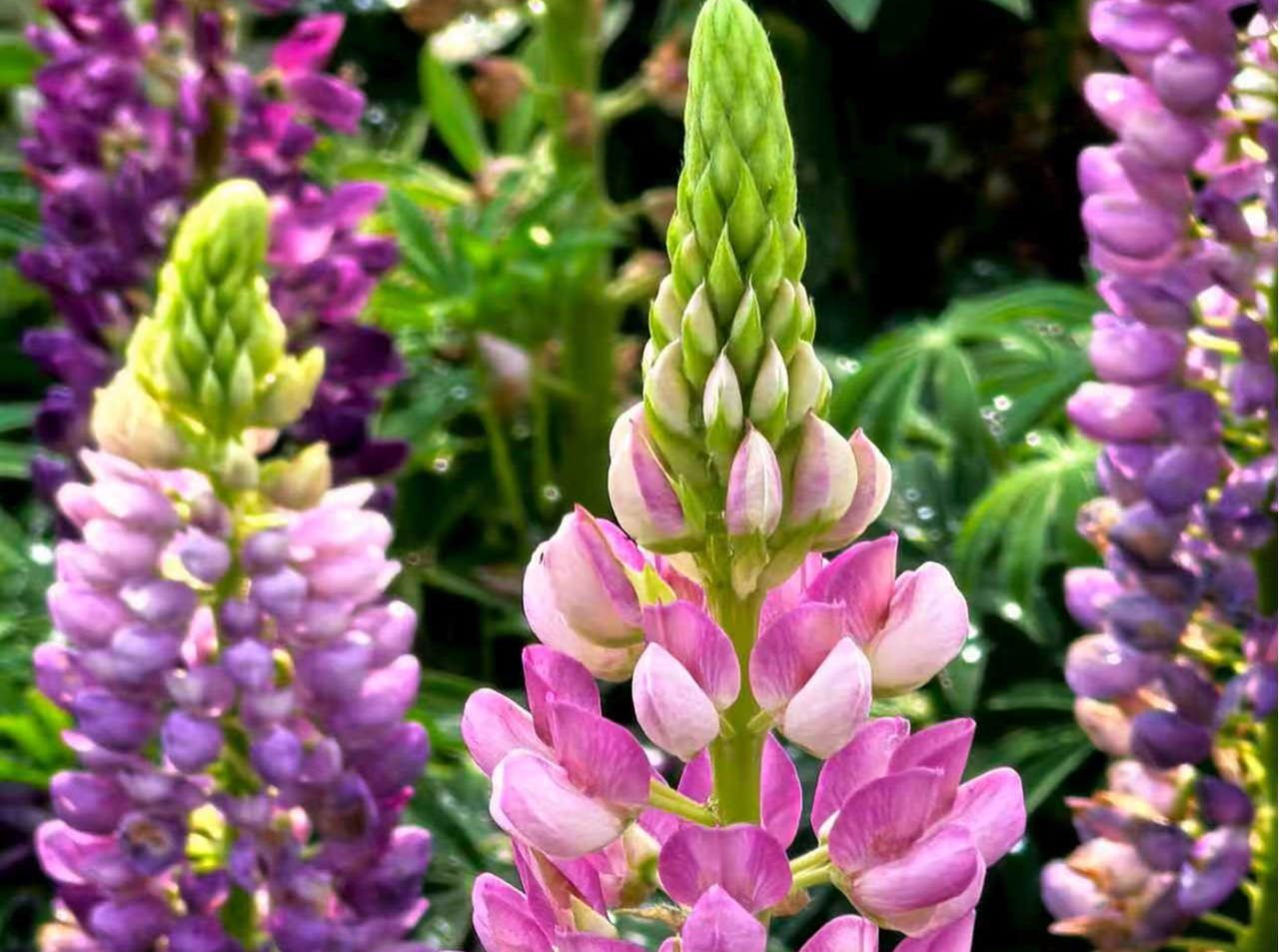 读特派·每日佳片｜紫穗（2026.03.31）