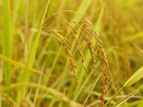 粤北粮仓有米！现场看粤BA韶关首个主场赛有机会收获一吨靓米