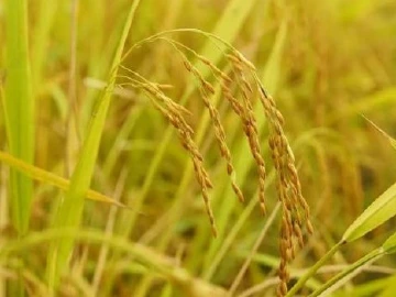 粤北粮仓有米！现场看粤BA韶关首个主场赛有机会收获一吨靓米