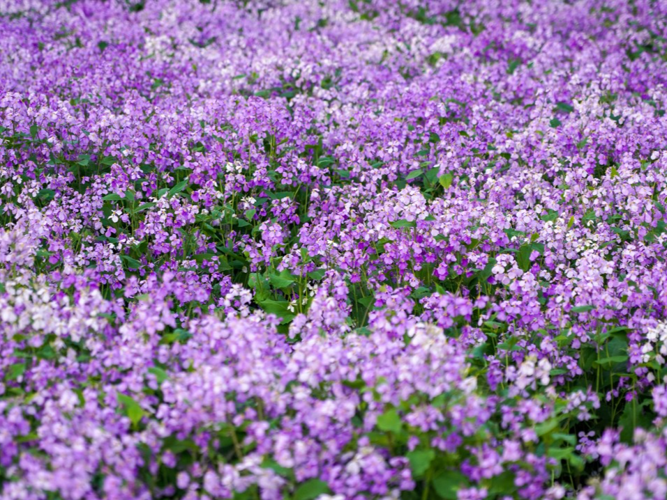 多地陆续公布春假安排 