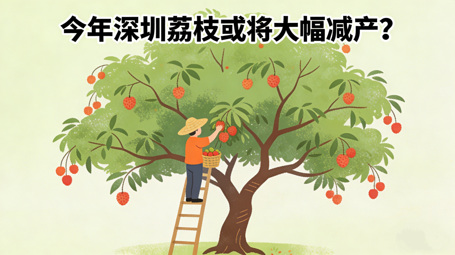今年“荔枝自由”难了,成花率低,深圳荔枝或将大幅减产