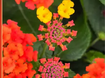 读特派·每日佳片｜阳台春色（2026.4.19）