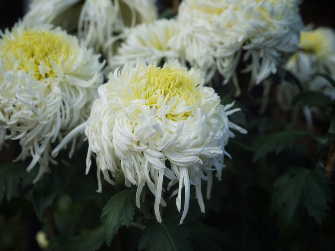 春风送暖忆先人 文明祭扫润鹏城 4月5日深圳各祭扫场所合计接待市民群众超14.92万人次