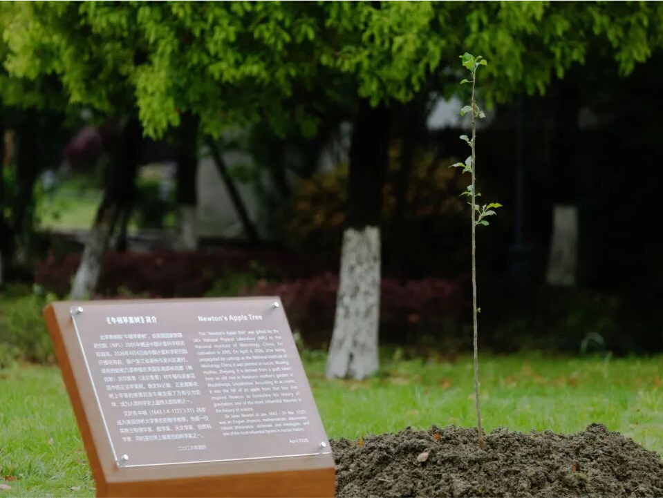 “牛顿苹果树”落户浙江湖州吴兴区钱山漾
