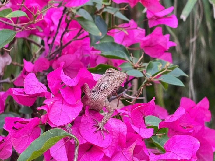 读特派·每日佳片｜躲在三角梅里的树蜥（2026.4.1）