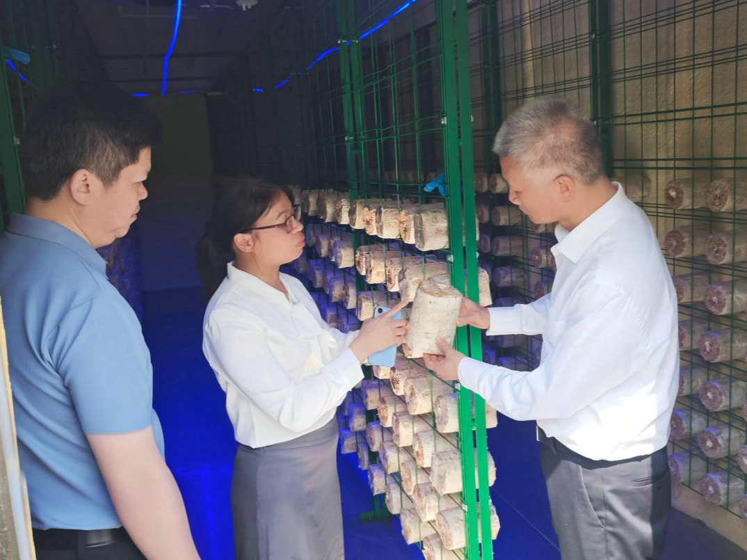 小蘑菇撑起“致富伞”！深汕协作食用菌示范园完成预验收，全部投产后年产值约7000万元