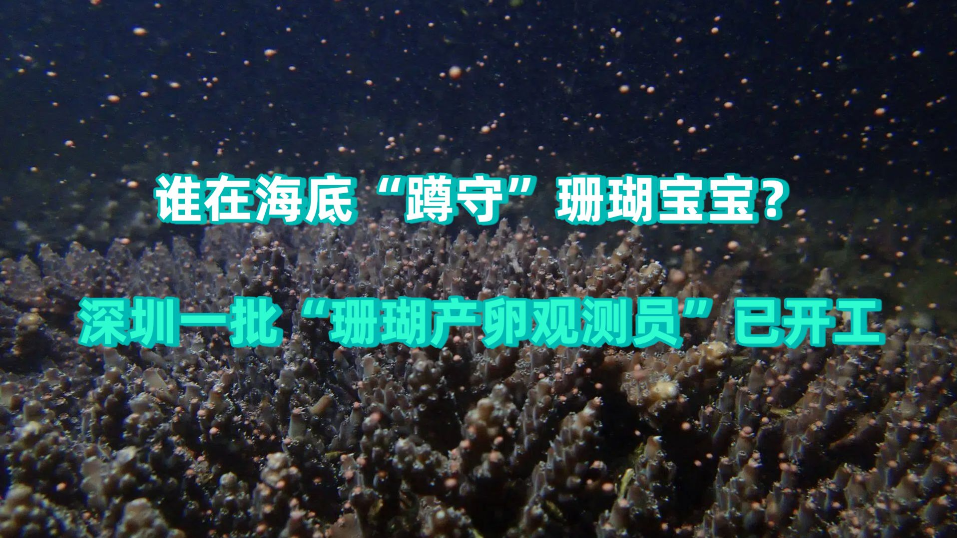 谁在海底“蹲守”珊瑚宝宝？深圳一批“珊瑚产卵观测员”已开工