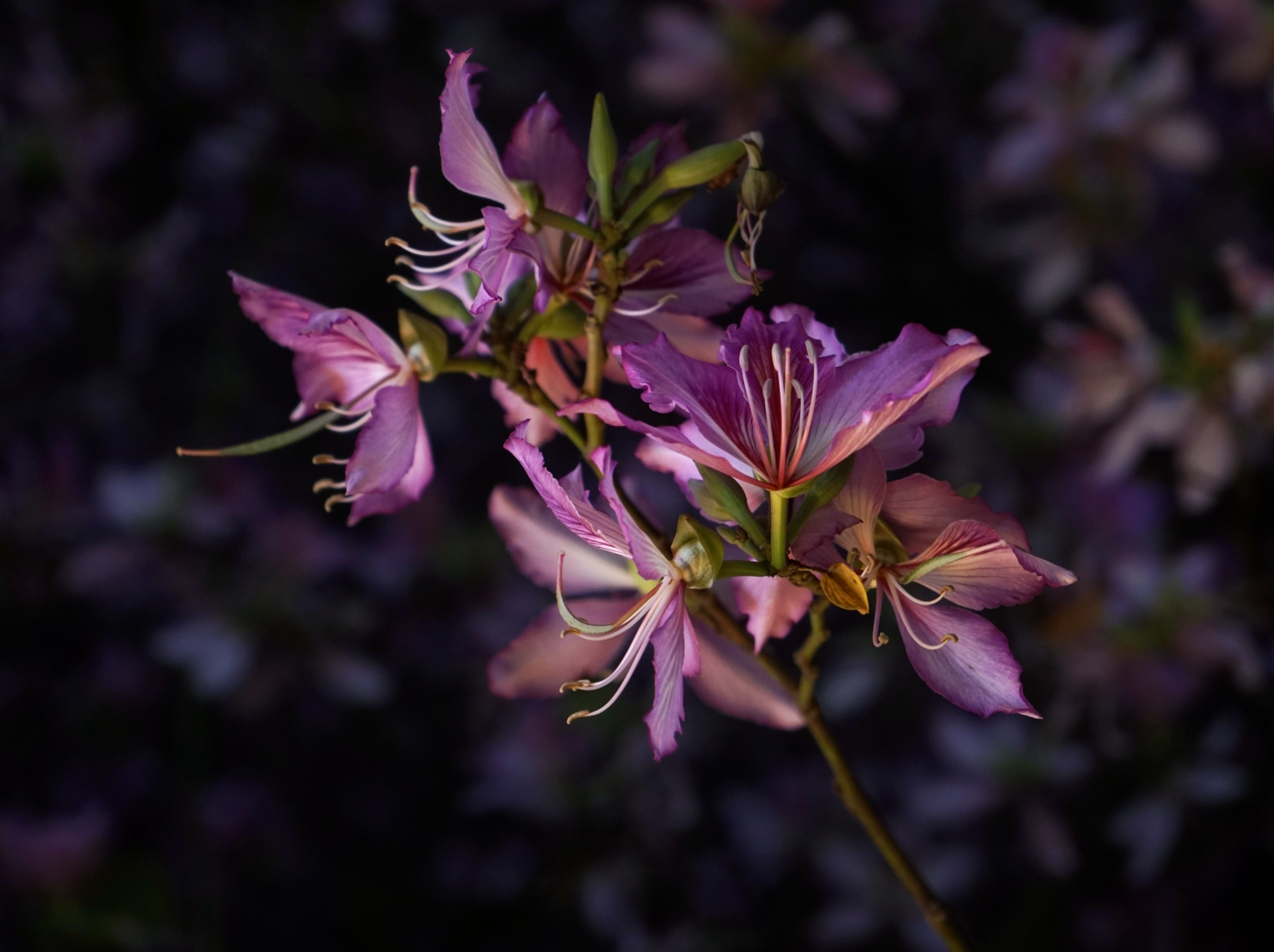 读特派·每日佳片｜紫荆花（2026.4.3）