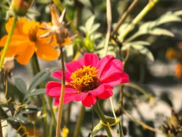 读特派·每日佳片｜火焰（2026.4.14）