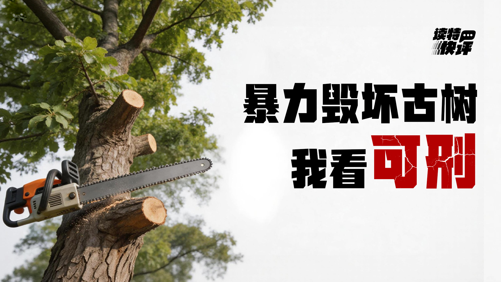 读特快评｜古树死于暴力迁移，更可怕的是监管“掉线”