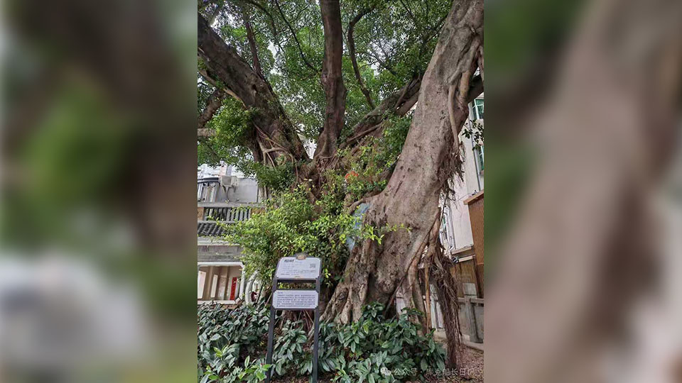 港深地名故事｜深圳福田有一棵1398年的榕樹