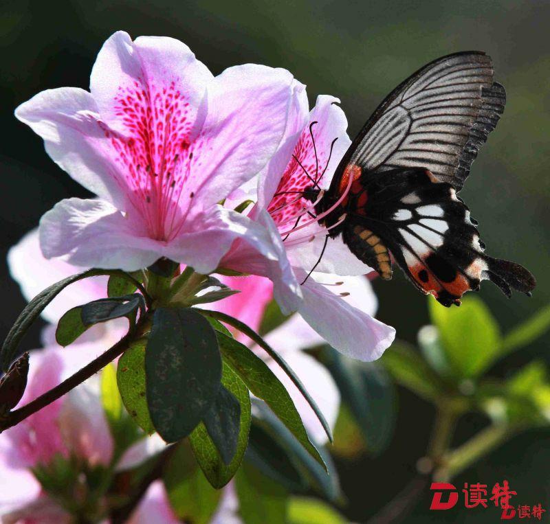 晒花有奖 |  人面春花 “读特”春色 