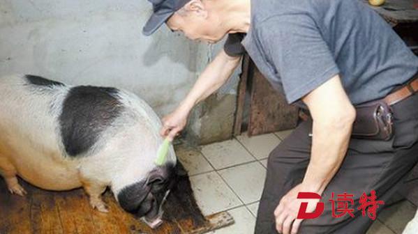 宠物猪一年长到200斤 好吃懒做还有脾气