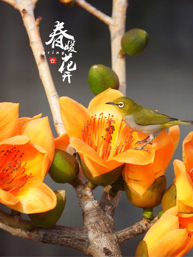 听！春光里，枝绿花红鸟儿啼