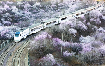 北京“花海列车”走红后屡被逼停 村民被迫封路