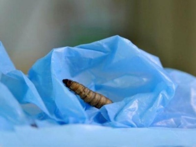 科学家发现爱吃塑料的毛毛虫 或解开污染难题