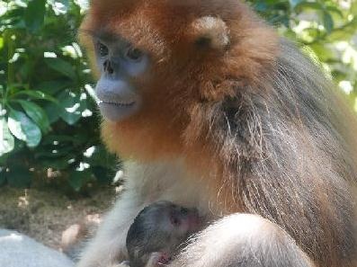 首只“港产”川金丝猴在香港海洋公园诞生 