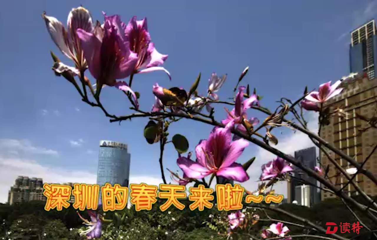 深圳的春天有多美？要飞起来才知道