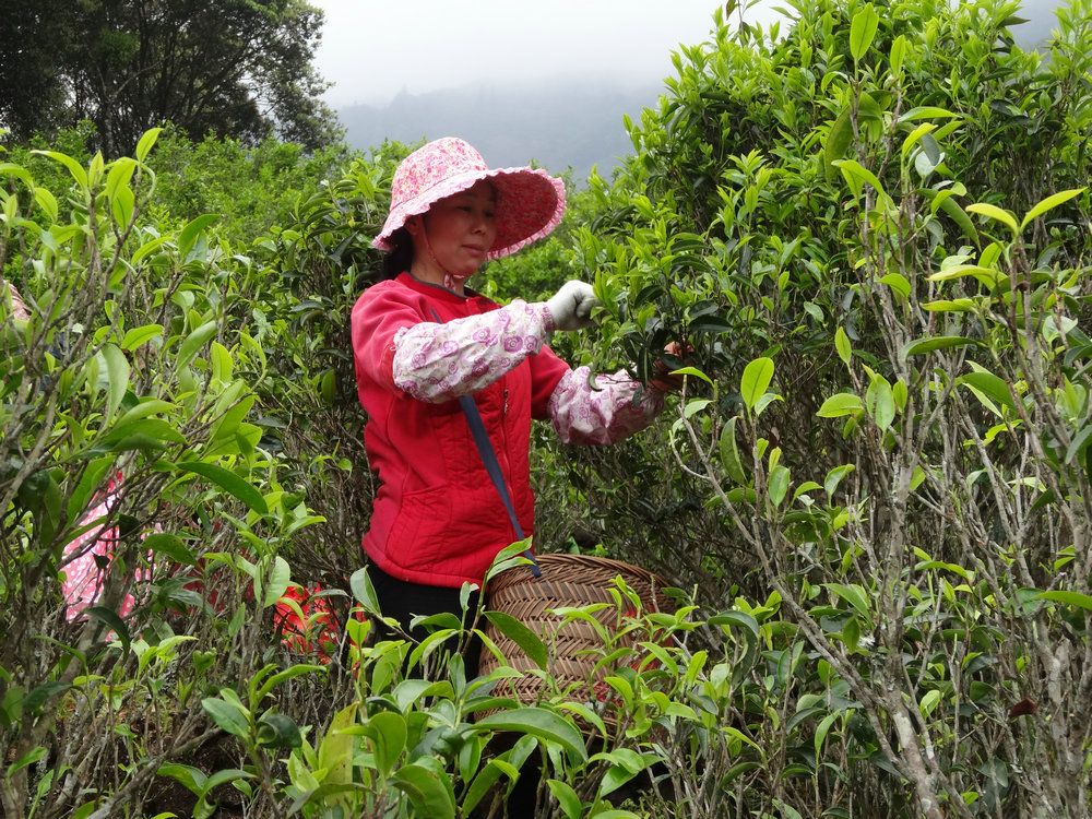 茶乡凤凰山寻茶：逾万老茶树宛如聚宝盆