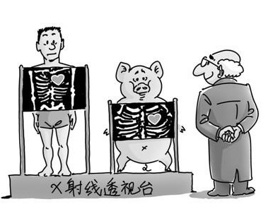 猪器官移植给人非天方夜谭 猪肉生产商欲打造生产链