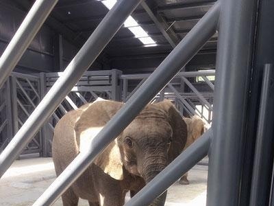 北京引进12只非洲象 取名“招财、进宝、玉环”等 