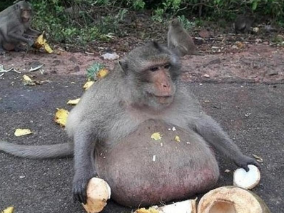 猴子吃成15公斤“胖叔”， 因超重被送减肥营运动