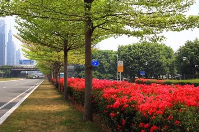 行走深圳扮靓市容，喜迎国际植物学大会五洲宾朋