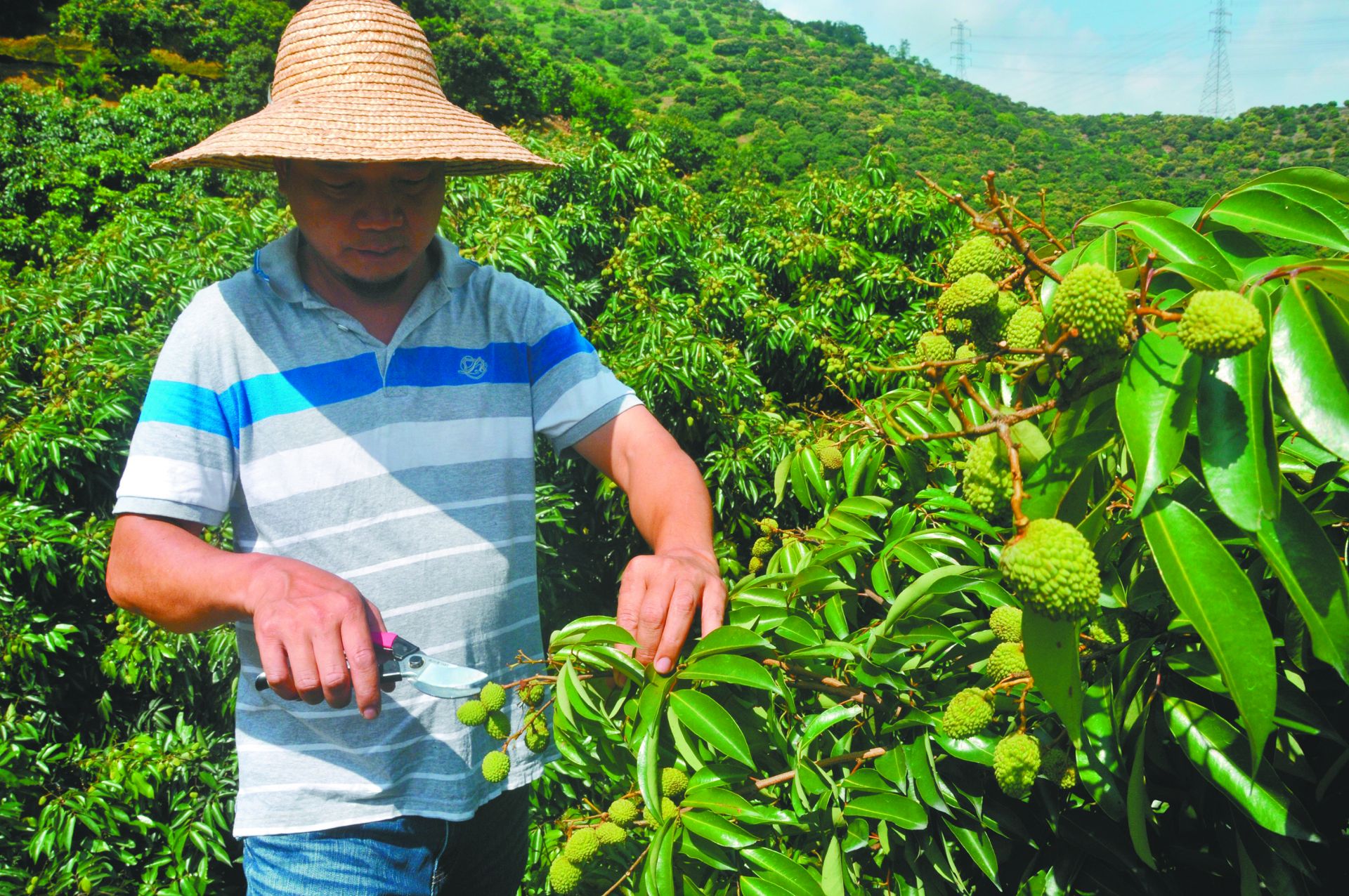 想啖冰荔观音绿等新鲜荔枝？下月到东莞去！