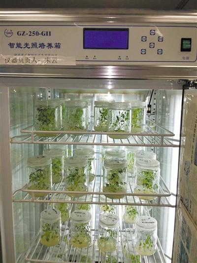 首次月面生物实验：如何在月球上开出人类第一朵花 