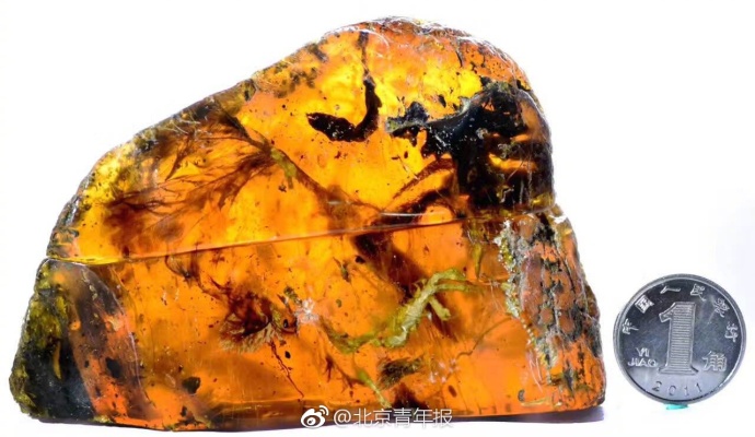 人类首次在琥珀中发现古雏鸟 距今9900万年