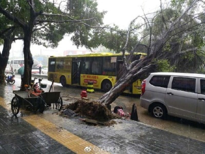 台风吹倒深圳大树 公交车经过时被砸中