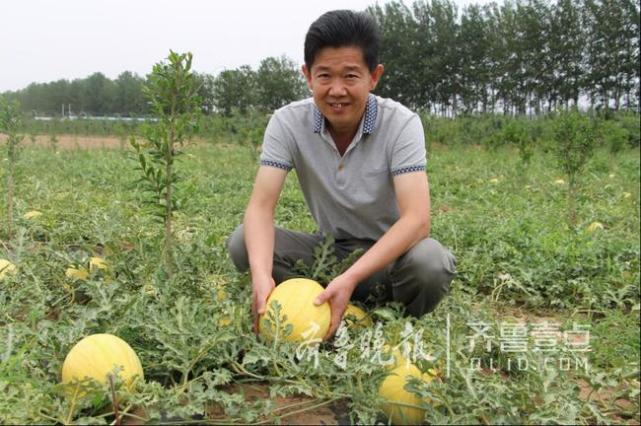 山东试种“金西瓜”即将收获 批发价每斤5元 