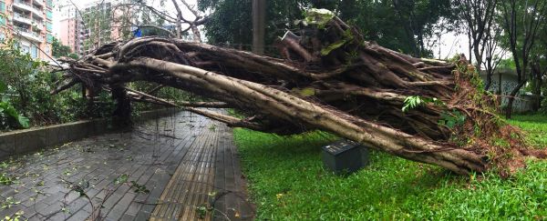 风雨中，128岁的古榕树倒了！还好，原地种回还能活