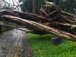 风雨中，128岁的古榕树倒了！还好，原地种回还能活