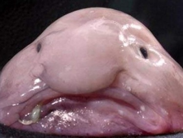 全球最丑生物？日本福岛县水族馆展出罕见深海“水滴鱼”
