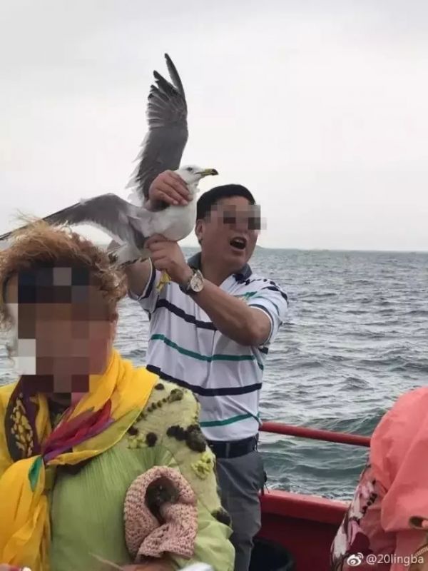 游客利用食物诱捕海鸥强行合影 网友看后怒了