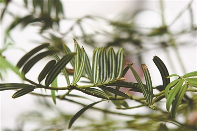 深圳翘盼植物科学界“奥林匹克” 