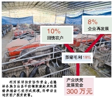 养殖企业获深圳扶贫贷款，深圳人餐桌有望摆上隆林黑猪