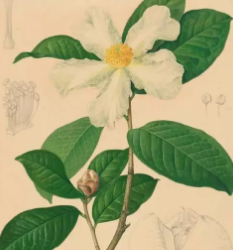 美呆了！植物艺术画从科学殿堂飞入寻常百姓家