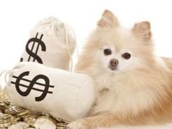 中国宠物产业迎“红利期” 政府提前把关“跨境” 