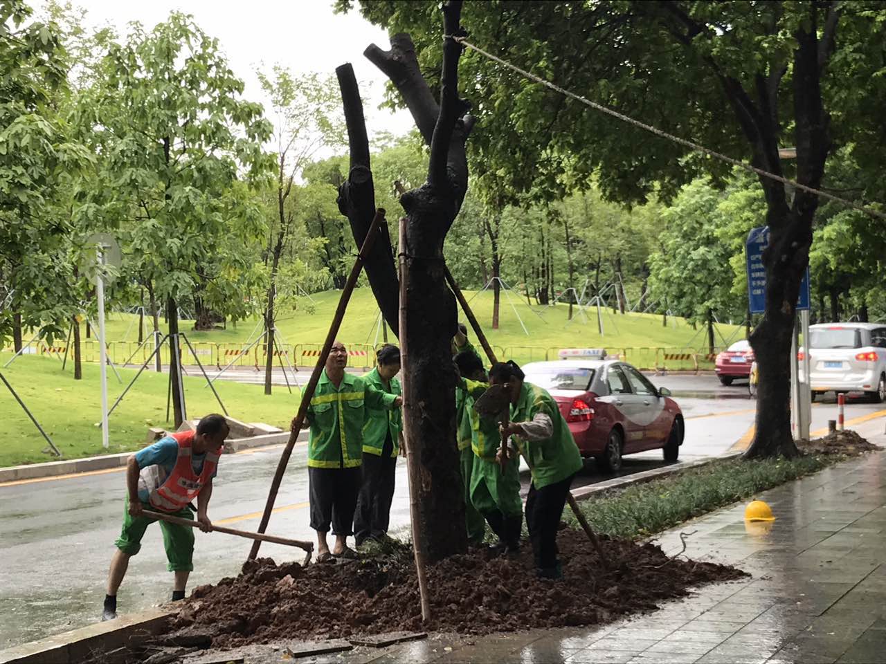 被台风吹倒的树木都去哪了？读特记者带你去看